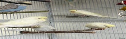Budgerigars birds for sale: Young Budgies - Advert 9