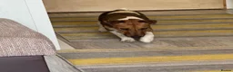 Fox Terrier dogs for adoption: Sweet William needs LOVE - Advert 12