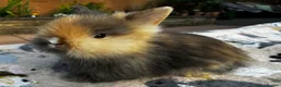 Lionhead rabbits for sale: PURE BRED LIONHEAD BABIES - Advert 10