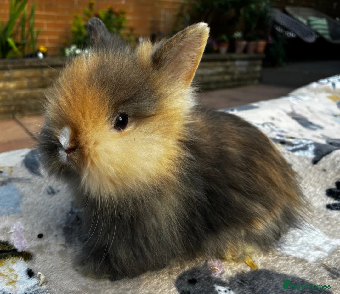 Lionhead rabbits for sale: PURE BRED LIONHEAD BABIES - Advert 10