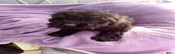 Cockapoo dogs for sale: 5 Cockapoo ready now liensed breeder  - Advert 20