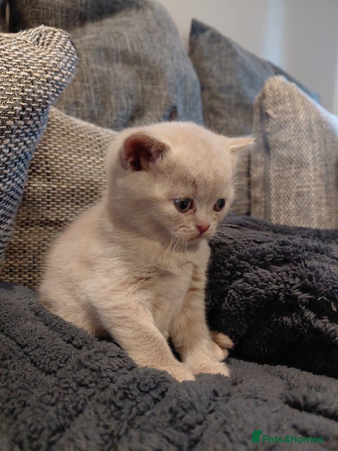 British Shorthair cats for sale: GCCF Registered Championship Line BSH Kittens - Advert 21