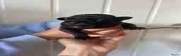 Staffordshire Bull Terrier dogs for sale: Staffordshire bull terrier puppy's  in Colchester - Advert 15