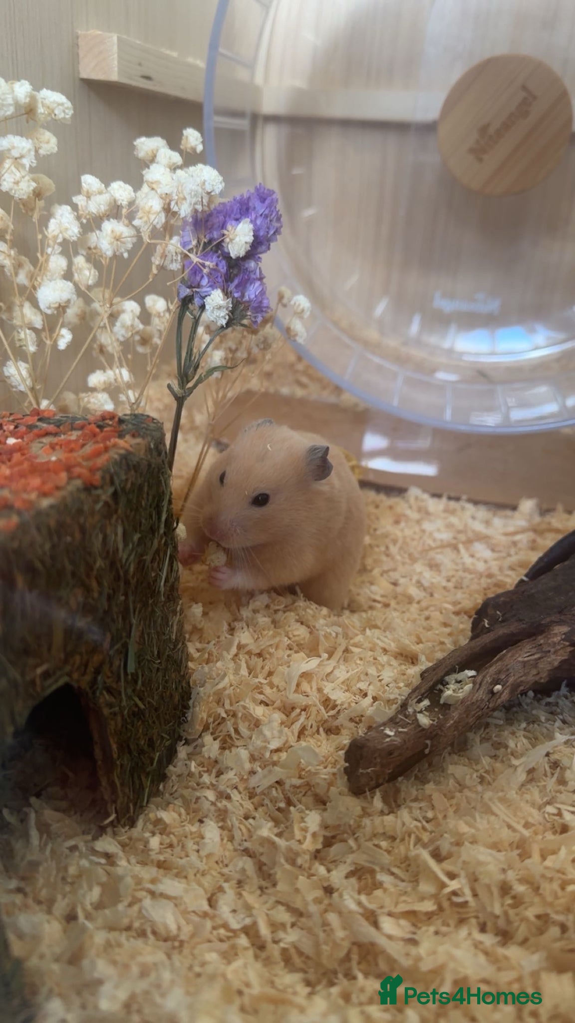 Hamster rodents syrian female hamster  - Advert 7