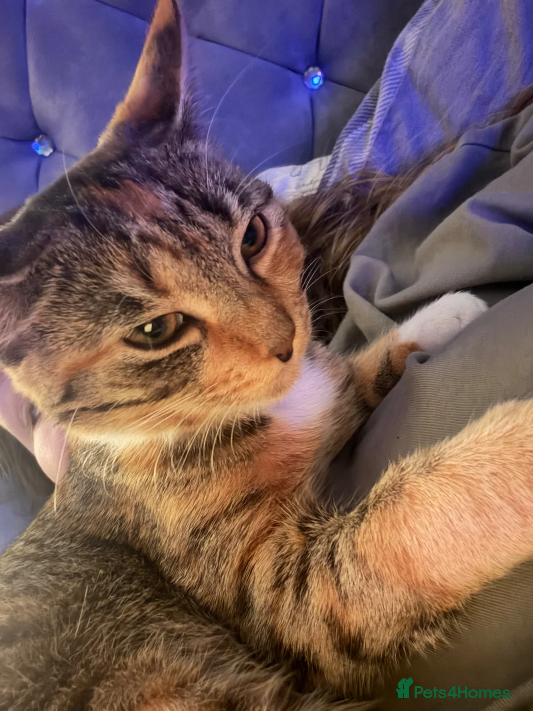 Mixed Breed cats for sale: Two cats for rehome  in Swadlincote - Advert 1