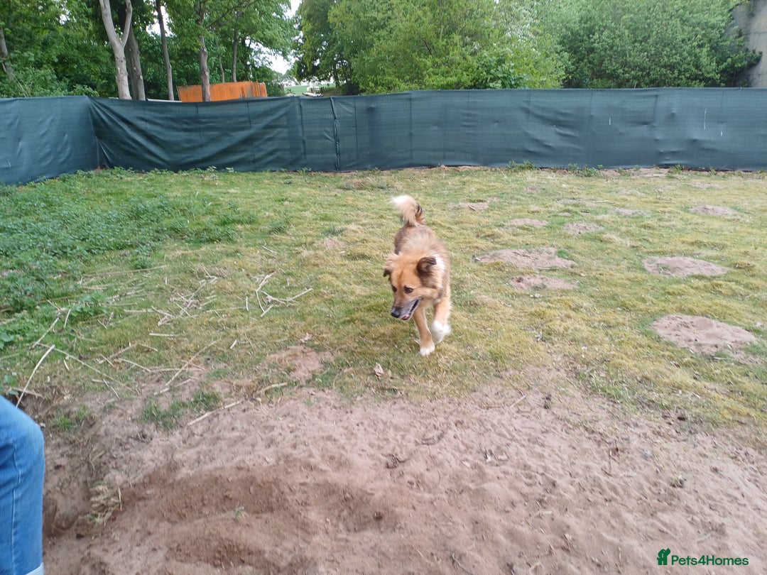 Mixed Breed dogs for adoption: BENNY - a loyal and gentle boy for a Loving Home - Image 17