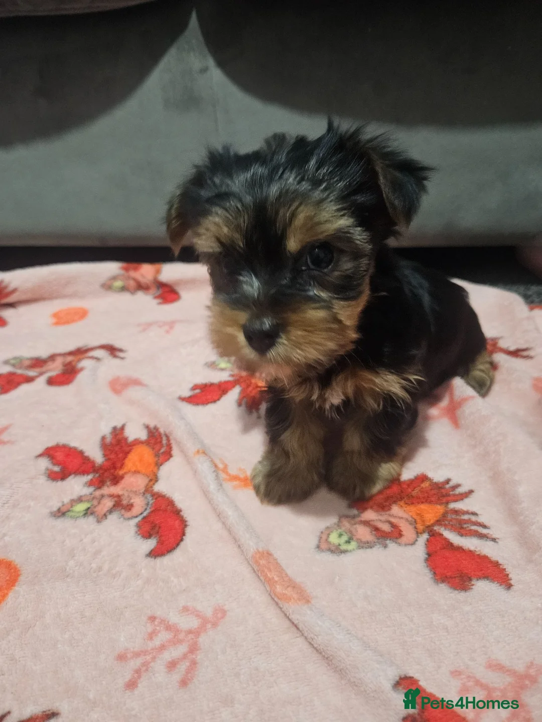 Yorkshire Terrier dogs for sale: 2 beautiful male Yorkshire terrier puppies - Advert 6