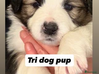 Border Collie dogs Litter of collie pups - Advert 5