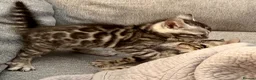 Bengal cats for sale: 4 Gorgeous Bengal Kittens ready for reservation  - Advert 7