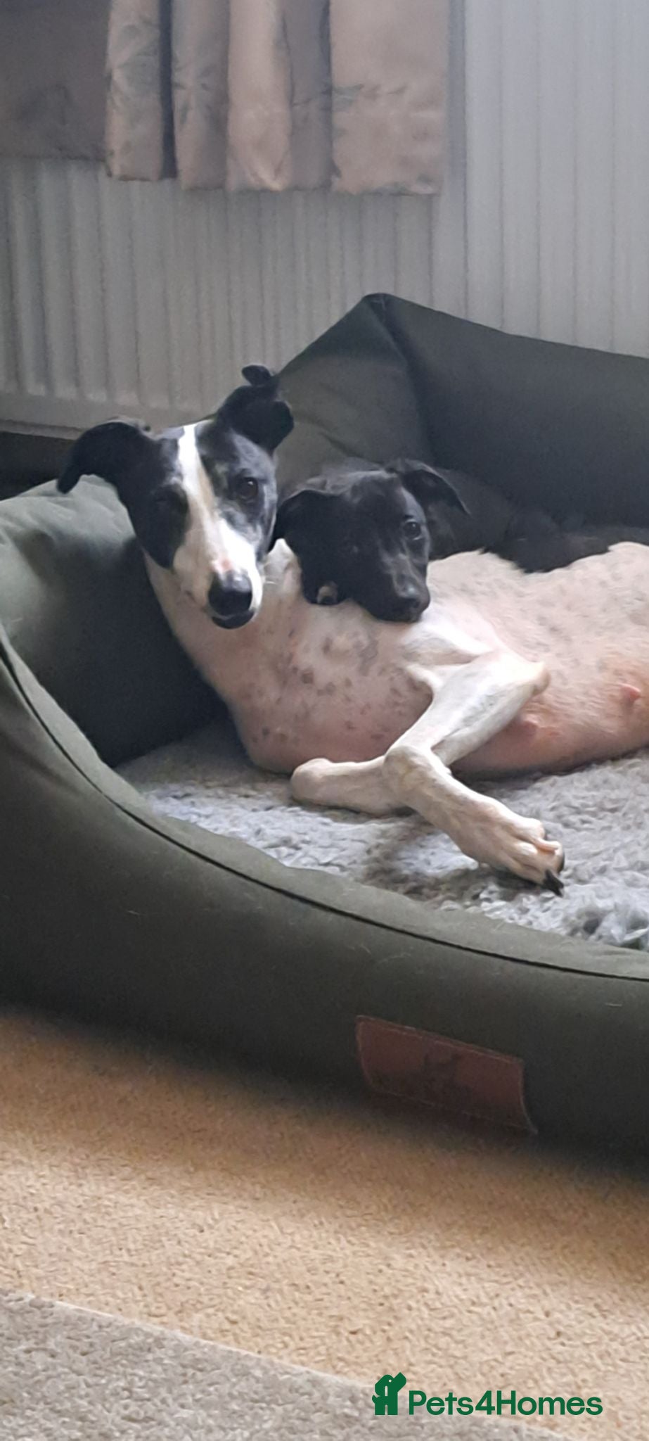 Whippet dogs Rimrock Whippets - Advert 2