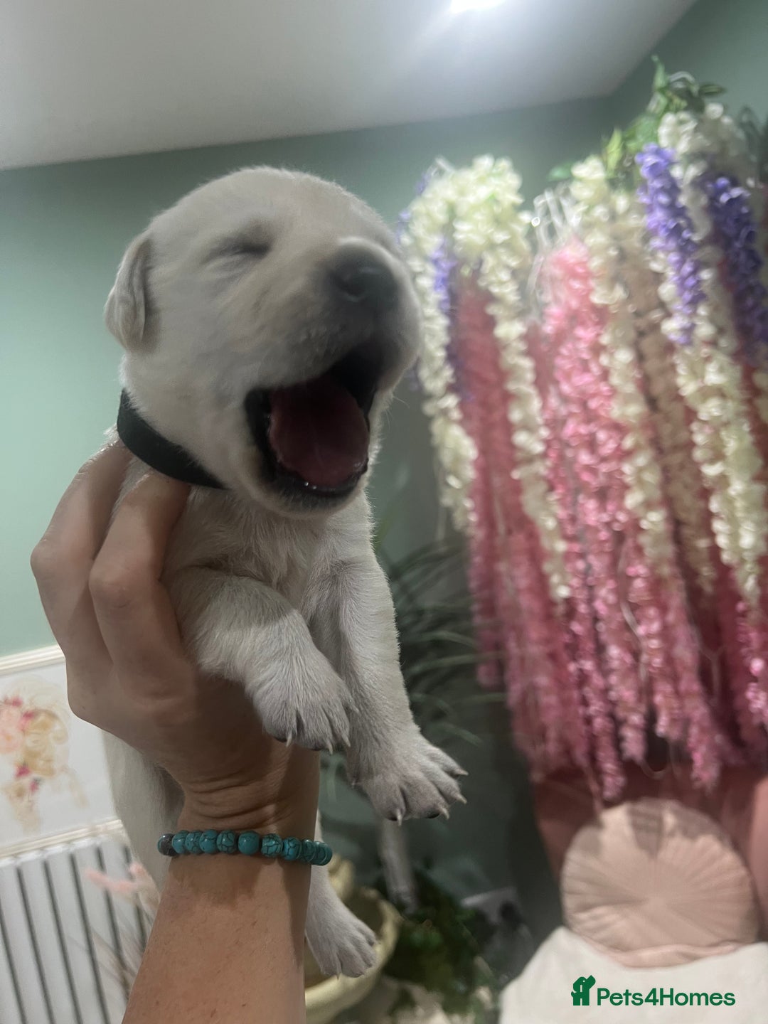 Goldador dogs for sale: Puppies- Goldadors (Golden retriever) (Labrador)  - Image 26