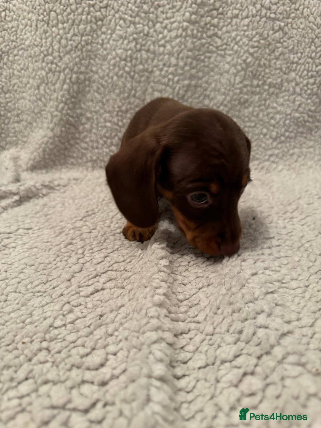 Miniature Dachshund dogs for sale: Miniature dachshund READY NOW - Advert 7