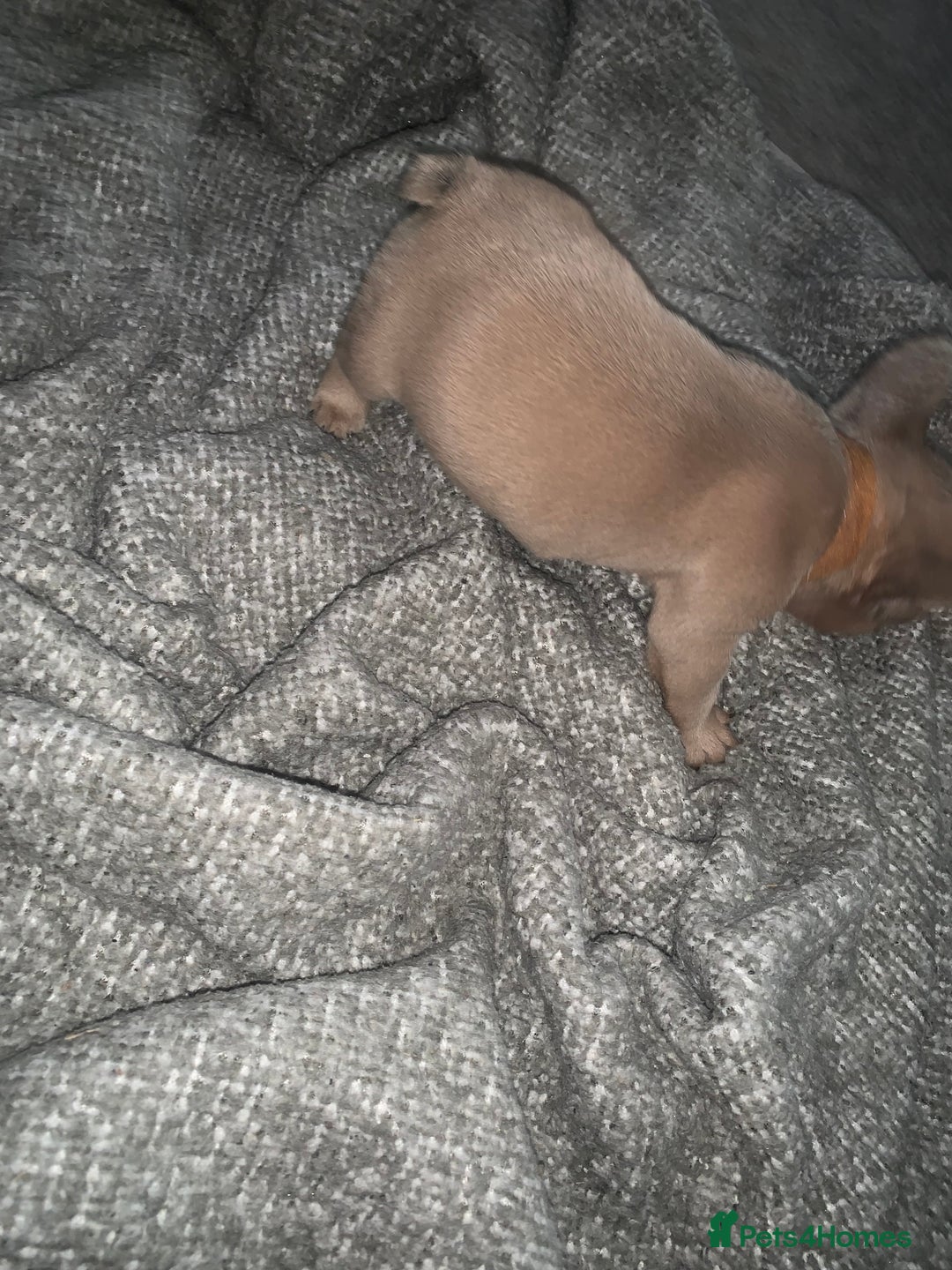 French Bulldog dogs for sale: REDUCED!!🥰Ready SOON 🐾 French bulldog puppies - Image 14