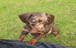 Miniature Dachshund dogs for sale: Miniature Dachshund 1 female left  - Image 8