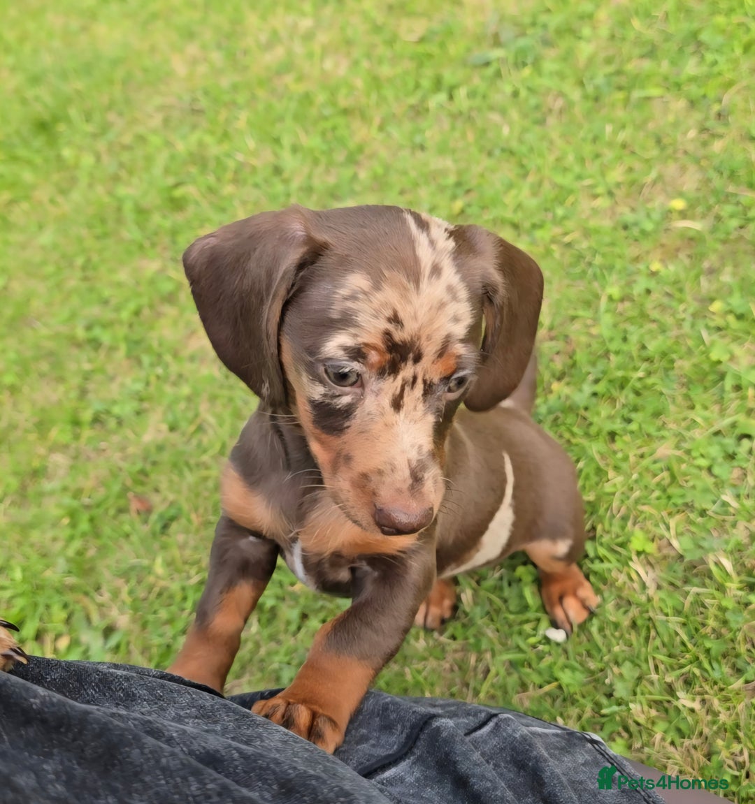 Miniature Dachshund dogs for sale: Miniature Dachshund 1 female left  - Image 8