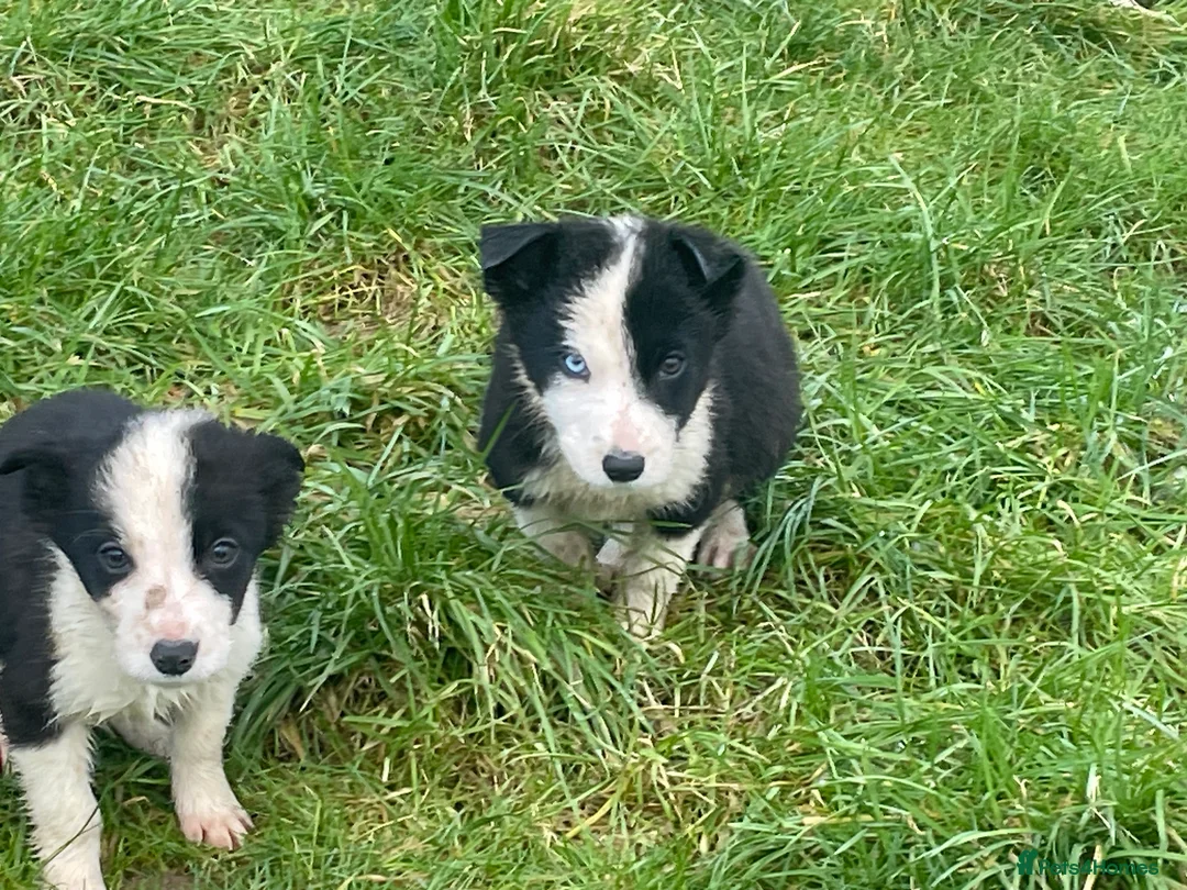 Border Collie dogs for sale: Beautiful litter of collie pups - Advert 7