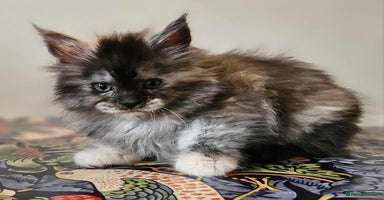 Maine Coon cats - Advert 12
