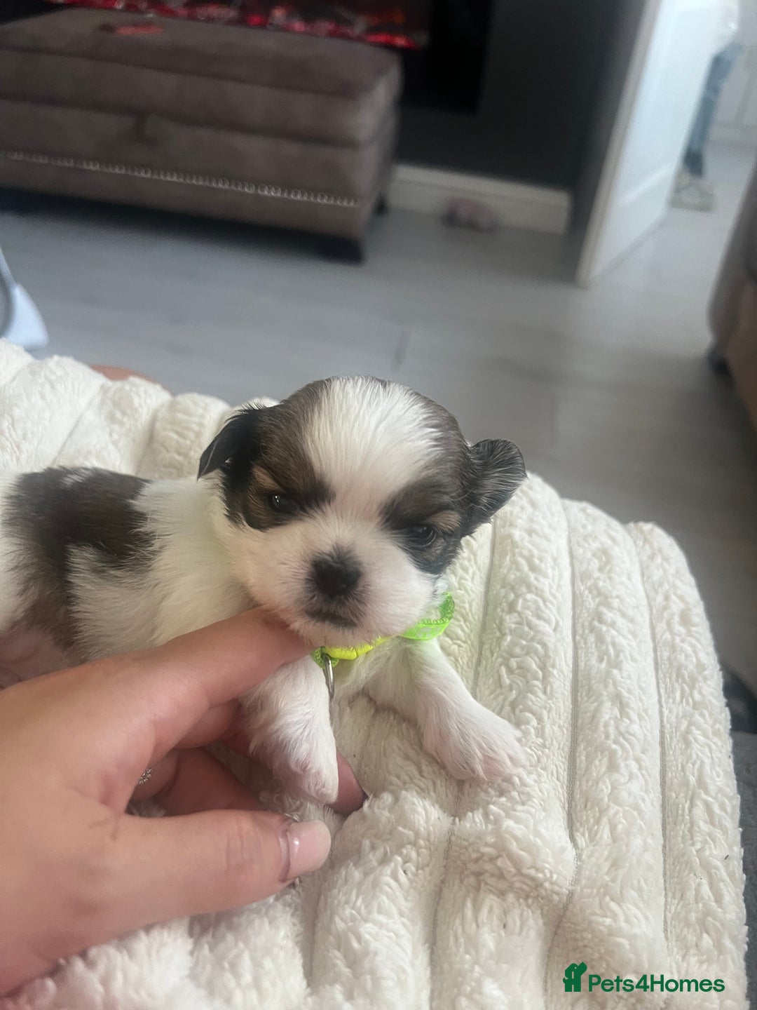 Shih Tzu dogs for sale: Shih tzu puppies  - Advert 6