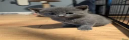 Russian Blue cats for sale: Russian blue kittens for sale.  - Advert 4
