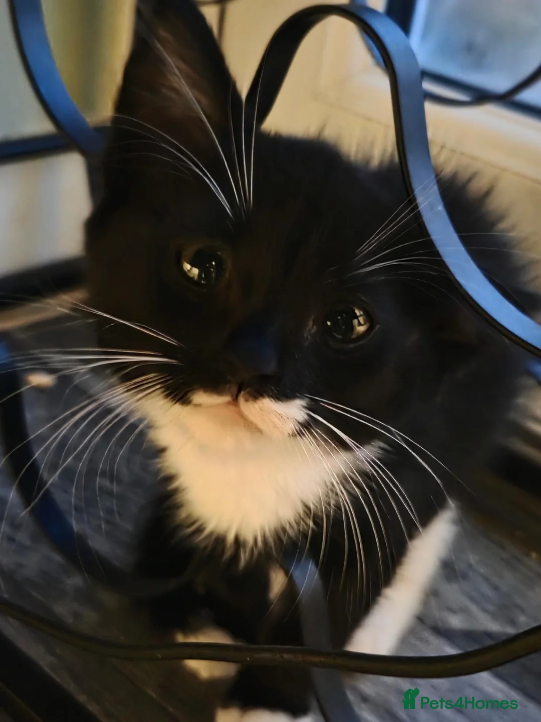 Mixed Breed cats for sale: 3 females  - Advert 1