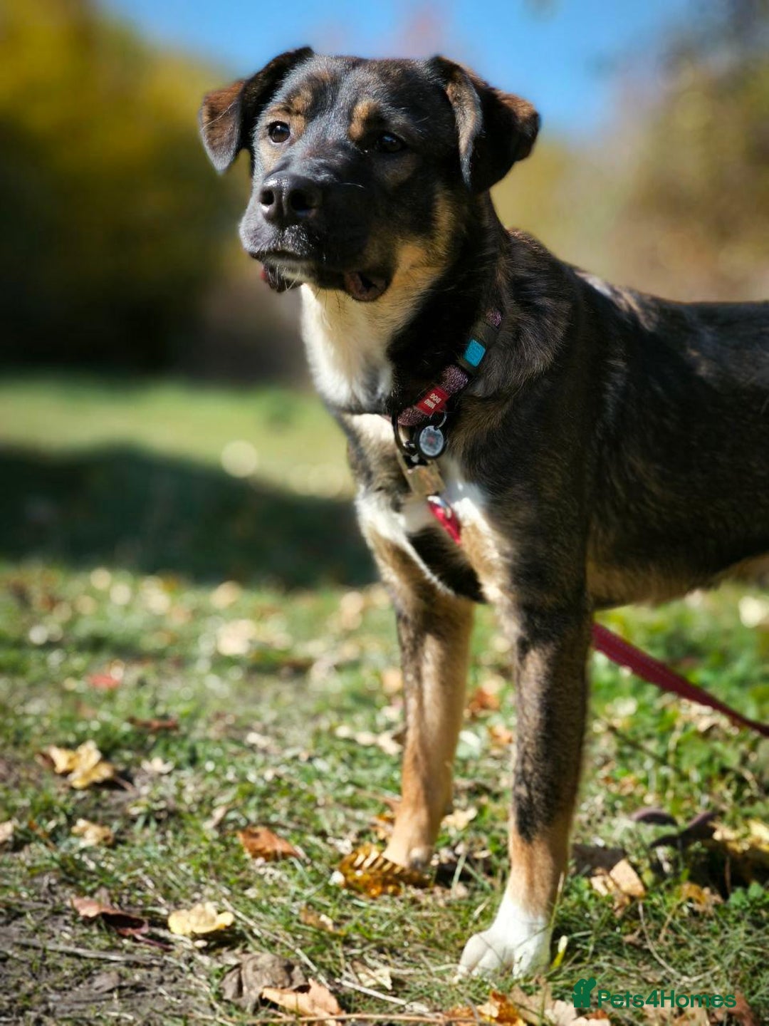 Mixed Breed dogs for adoption: 💙🐶 KOKOS 🐶💙 - Advert 12