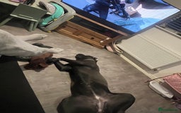 Cane Corso dogs for sale: Bluey Cane corso  - Image 3