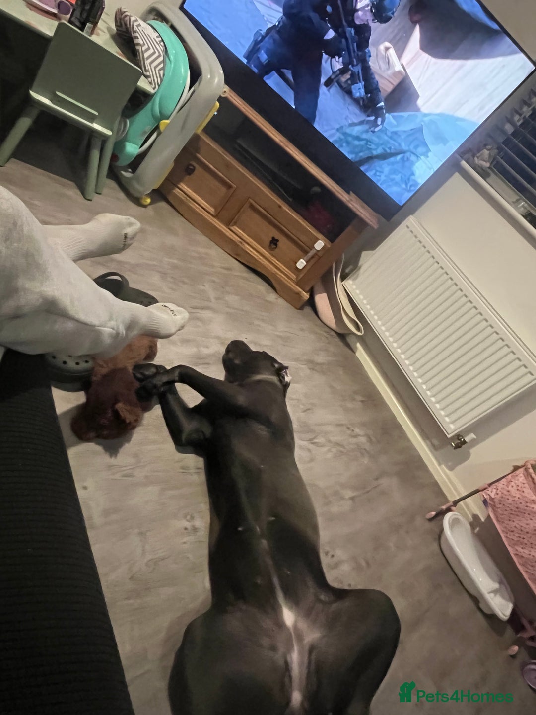 Cane Corso dogs for sale: Bluey Cane corso  - Image 3