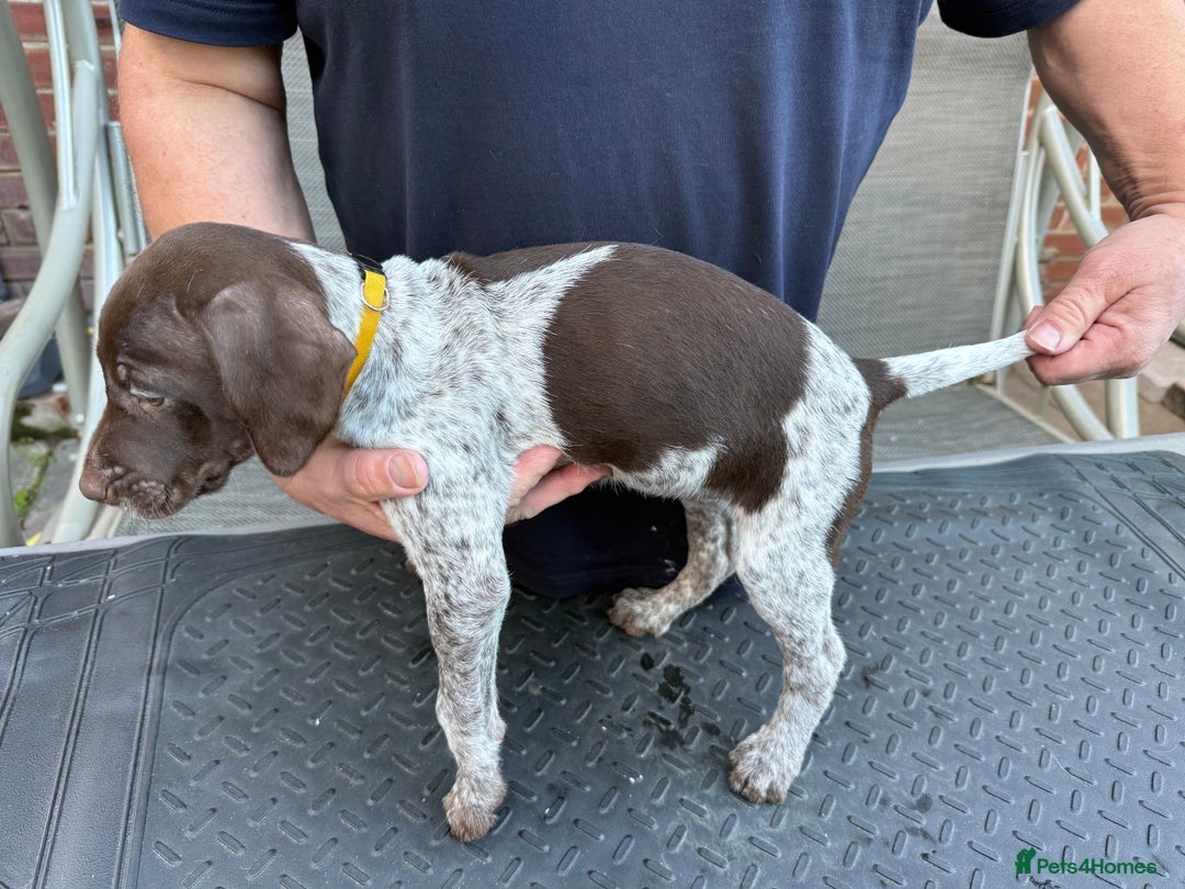 Mixed Breed dogs for sale: German shorthair pointer/wirehairpointer - Image 25