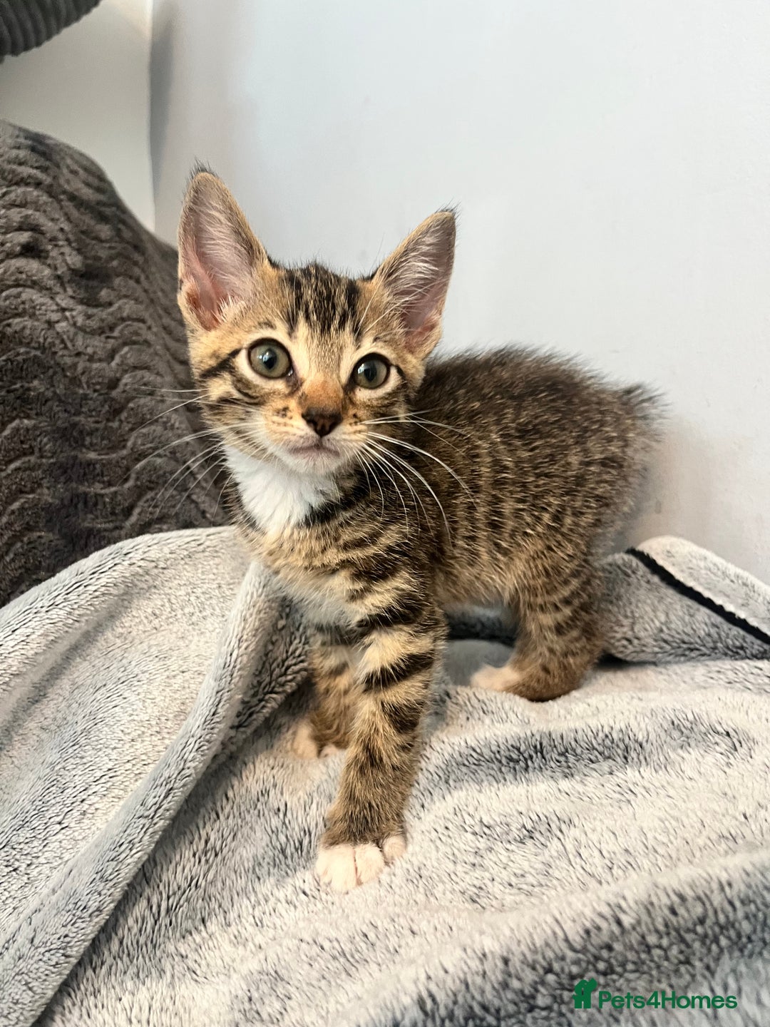Mixed Breed cats for sale: Pixie bob mixed kittens - Image 9