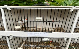 Finches birds for sale: Star zebra finch bengalese and canaries  - Image 8