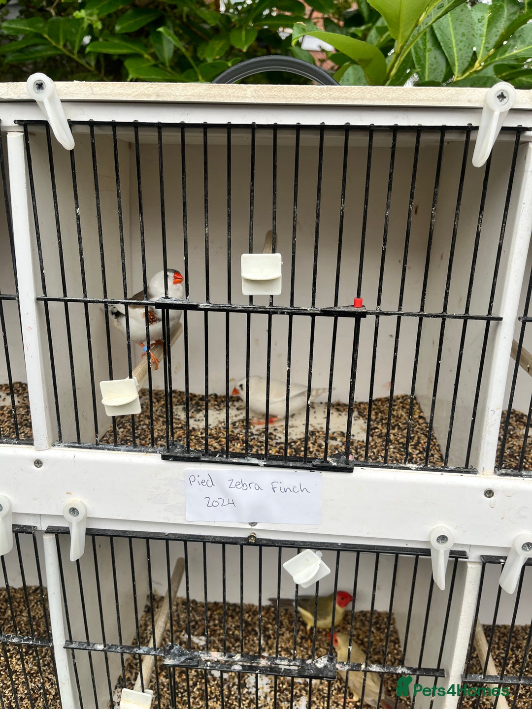Finches birds for sale: Star zebra finch bengalese and canaries  - Image 8