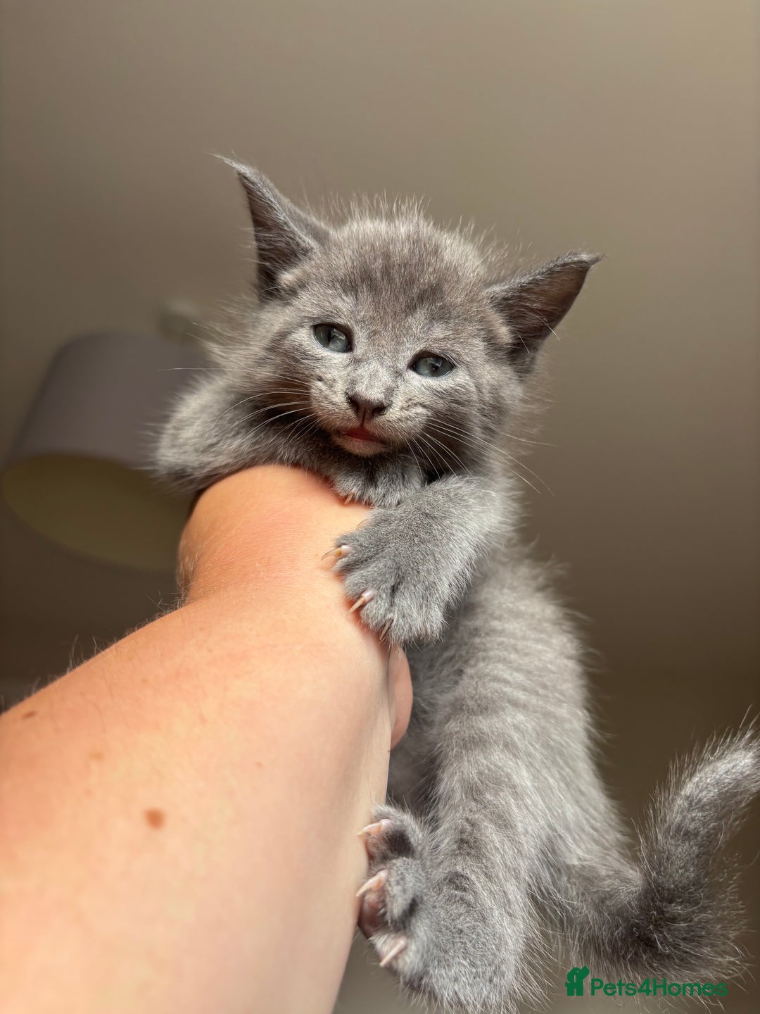 Maine Coon cats for sale: 1 girl left ready now! bengal/maine coon  - Image 17