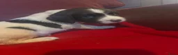 English Springer Spaniel dogs for sale: English springer spaniel puppies  in Steyning - Advert 4