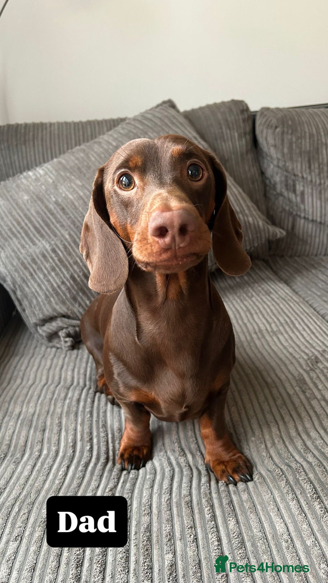 Miniature Dachshund dogs for sale: KC Registered Miniature Dachshund Puppies - Image 6