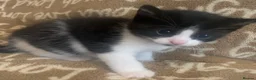 Mixed Breed cats for sale: Kittens for rehoming can be seen with mum 😊  in Liverpool - Advert 5
