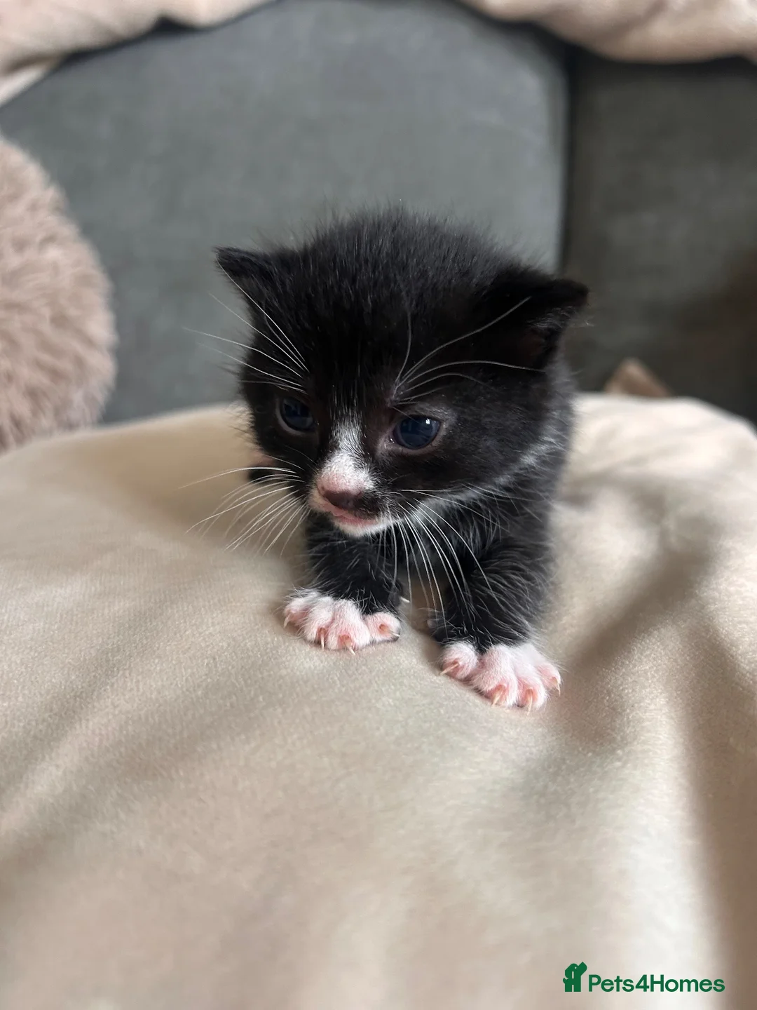 Mixed Breed cats for sale: Kittens mixed colours  - Advert 2