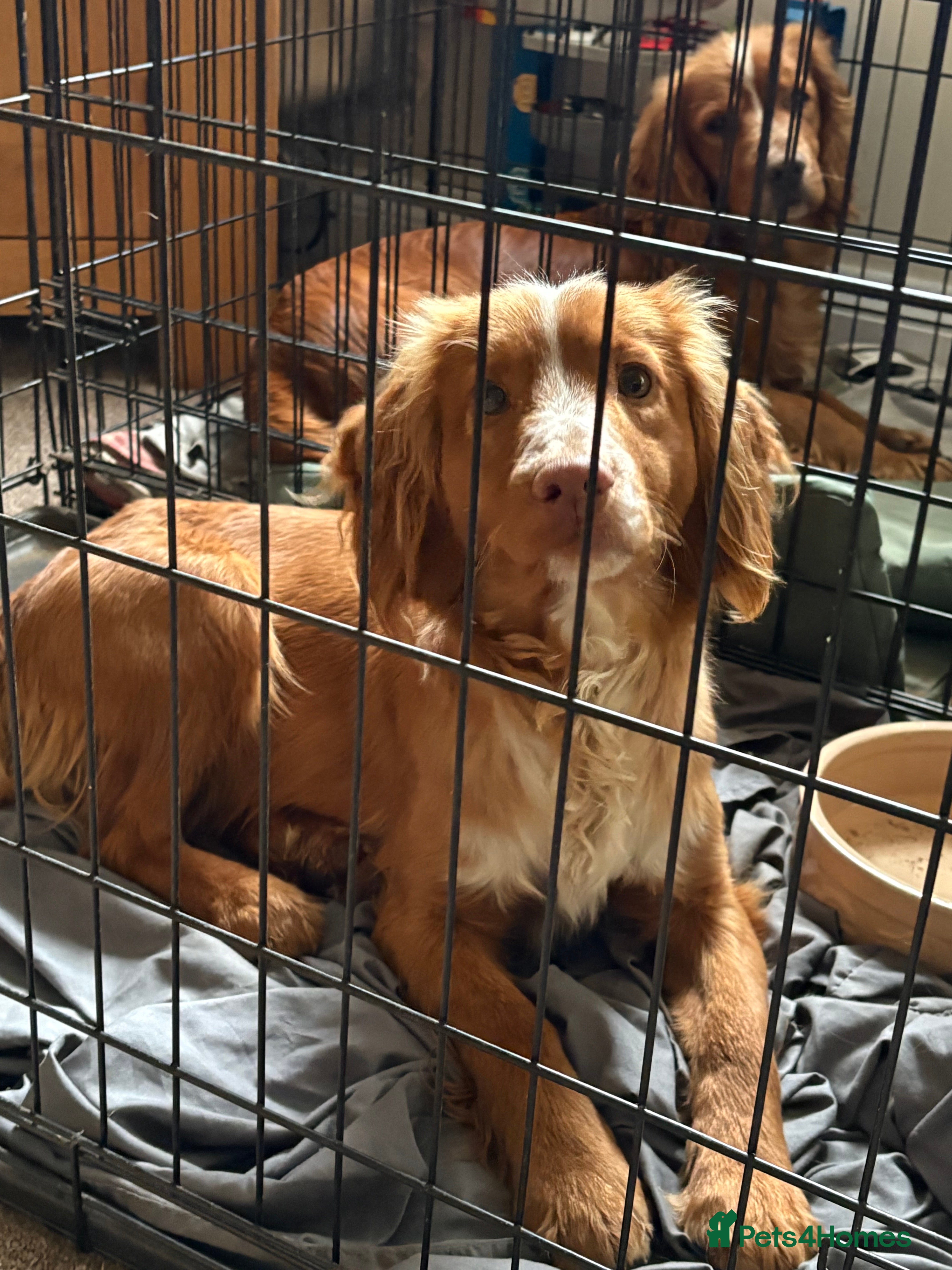 Cocker Spaniel dogs Cocker spaniel male  - Advert 6