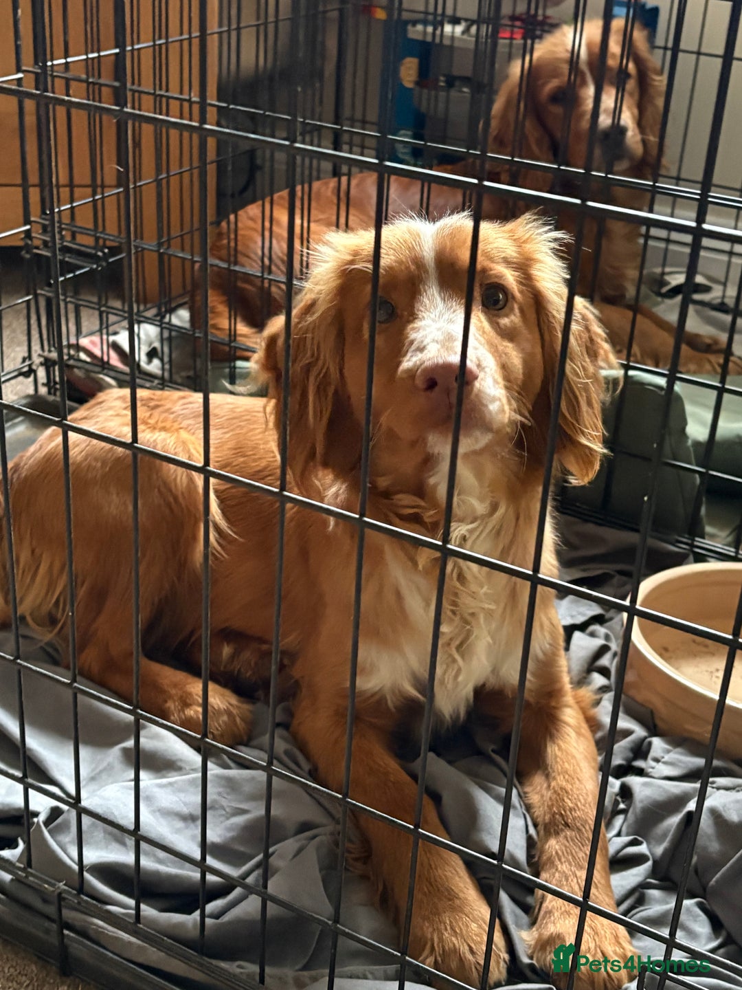 Cocker Spaniel dogs for sale: Cocker spaniel male  - Advert 1