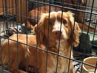 Cocker Spaniel dogs Cocker spaniel male - Advert 6