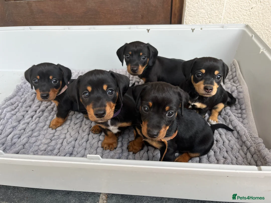 Dachshund dogs for sale: Dauchund puppy’s, 1 girl 2 boys left - Advert 2