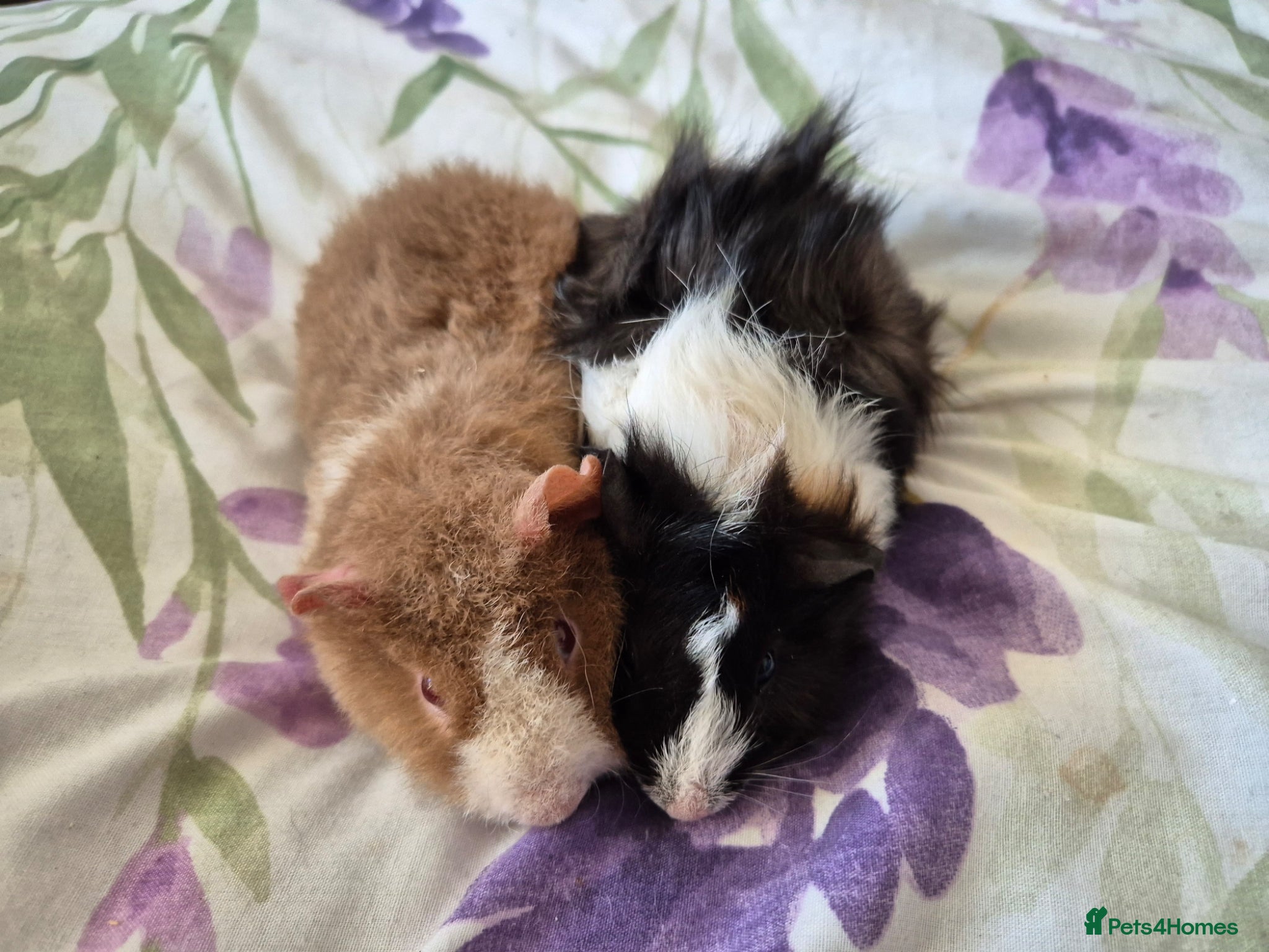 Guinea Pig rodents Bonded Baby male Guinea pigs - Advert 16