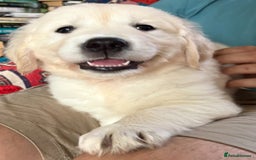 Golden Retriever dogs for sale: Stunning Pale Cream Fluffy Golden Retrievers - Image 20