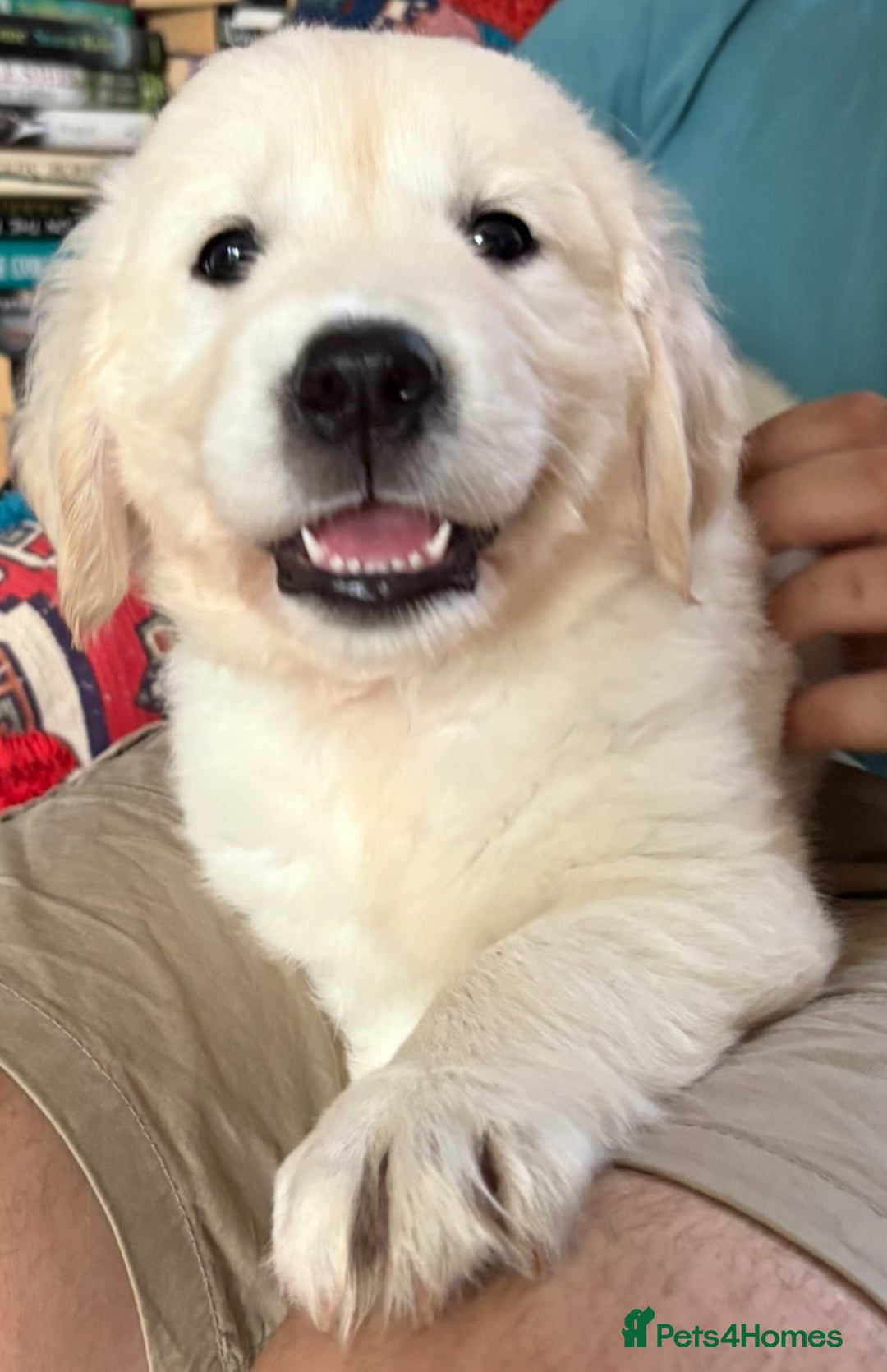 Golden Retriever dogs for sale: Stunning Pale Cream Fluffy Golden Retrievers - Image 20
