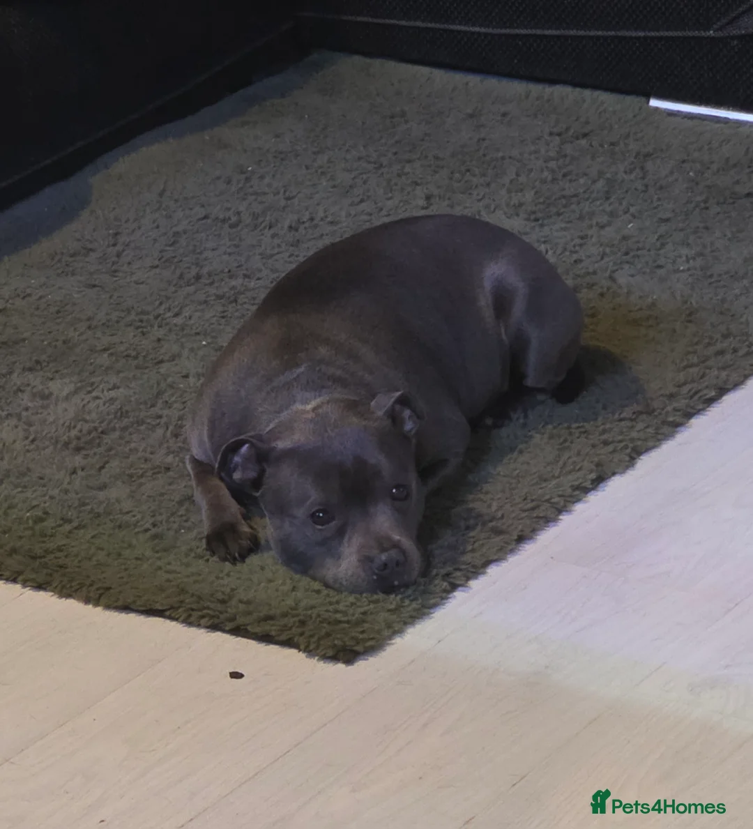 Staffordshire Bull Terrier dogs for sale: 6 year old blue female  - Advert 1