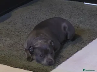 Staffordshire Bull Terrier dogs 6 year old blue female - Advert 2