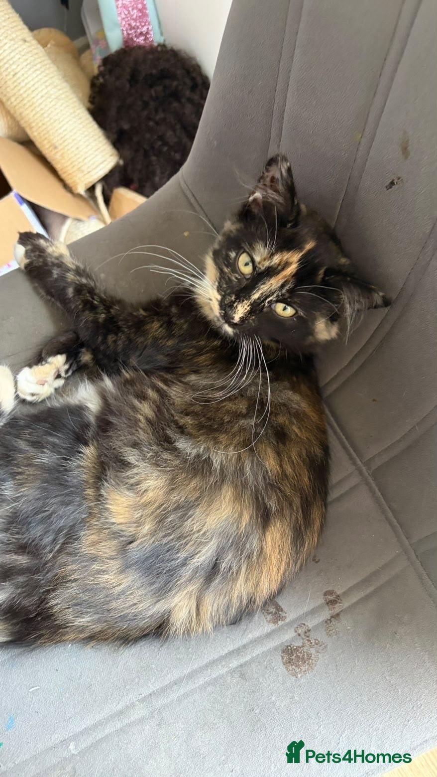 Mixed Breed cats tuxedo x calico kitten for sale 😍😍😍 - Advert 4