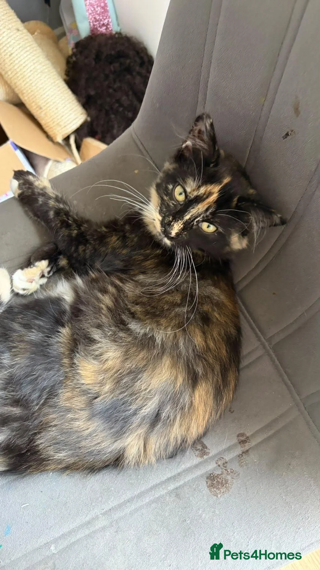 Mixed Breed cats for sale: tuxedo x calico kitten for sale 😍😍😍 - Advert 1
