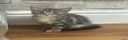 Mixed Breed cats for sale: Beautiful mixed kittens in Manchester - Advert 4