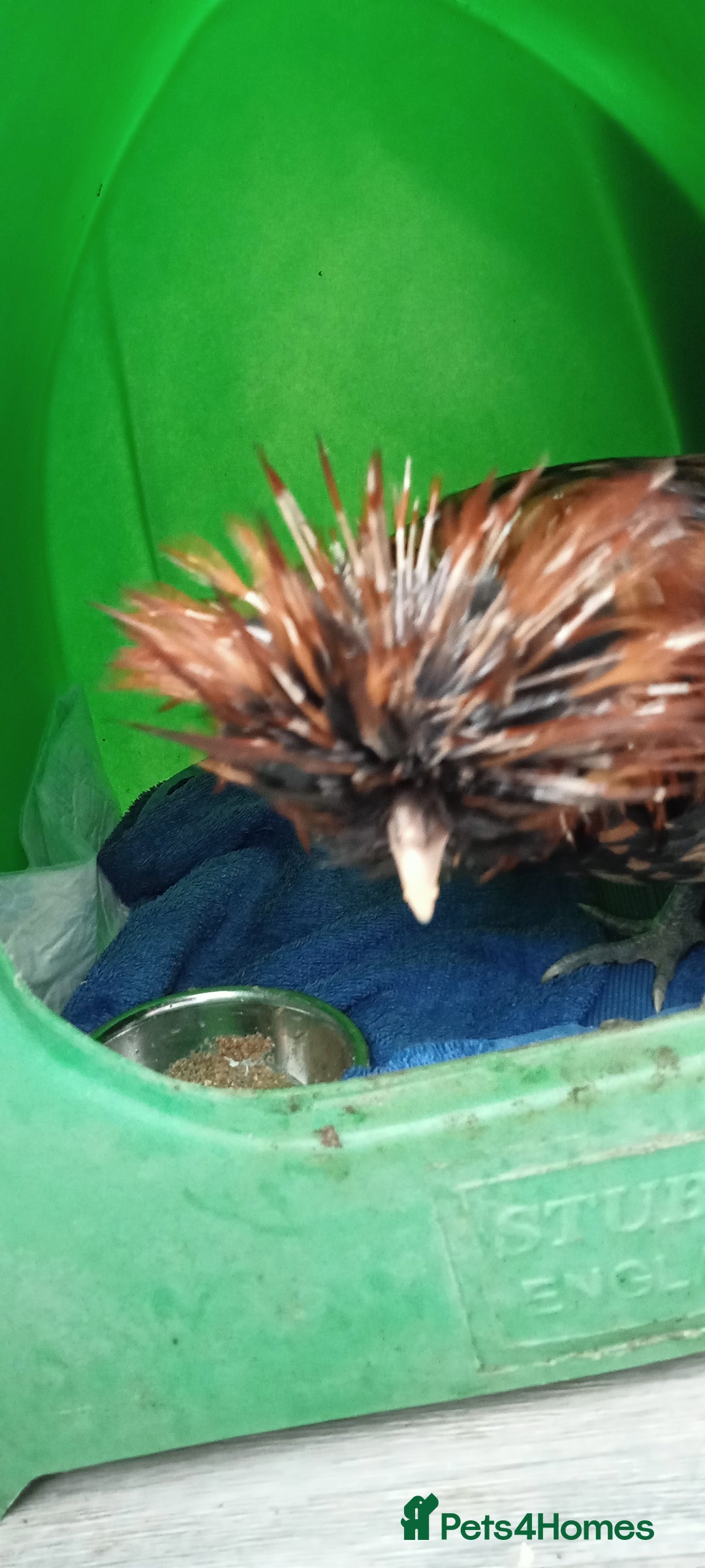 Chickens poultry for sale: Gold Laced Polish Silkie Rooster - Advert 2