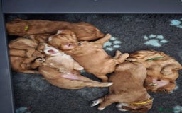 Mixed Breed dogs for sale: F2 Cockapoo's  - Image 15